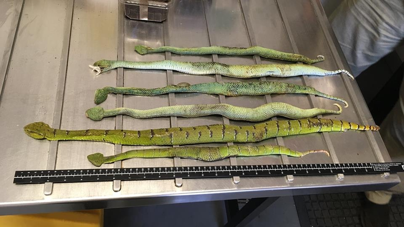 Snakes that have been euthanized after being shipped from Northern Europe and arriving in Australia in mid-March (Australian Department of Agriculture and Water Resources)